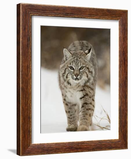 Bobcat in Snow, Near Bozeman, Montana, United States of America, North America-James Hager-Framed Photographic Print