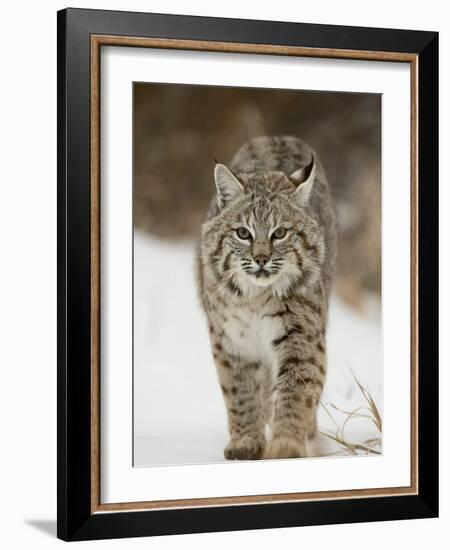 Bobcat in Snow, Near Bozeman, Montana, United States of America, North America-James Hager-Framed Photographic Print