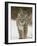 Bobcat in Snow, Near Bozeman, Montana, United States of America, North America-James Hager-Framed Photographic Print