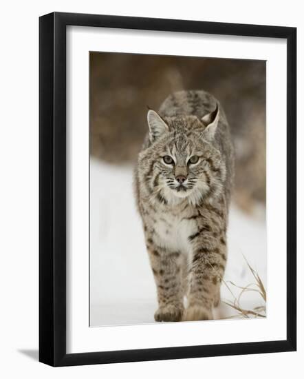 Bobcat in Snow, Near Bozeman, Montana, United States of America, North America-James Hager-Framed Photographic Print