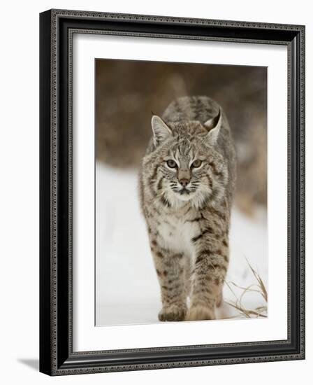 Bobcat in Snow, Near Bozeman, Montana, United States of America, North America-James Hager-Framed Photographic Print