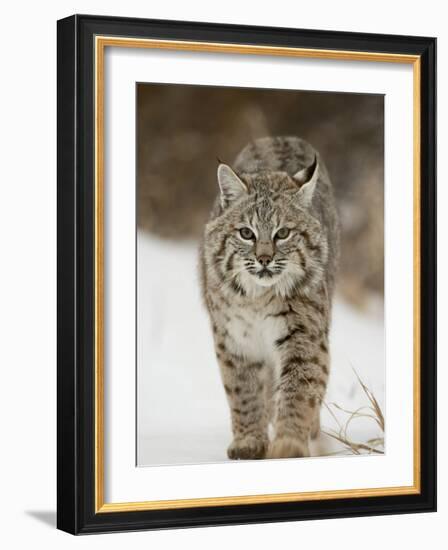 Bobcat in Snow, Near Bozeman, Montana, United States of America, North America-James Hager-Framed Photographic Print