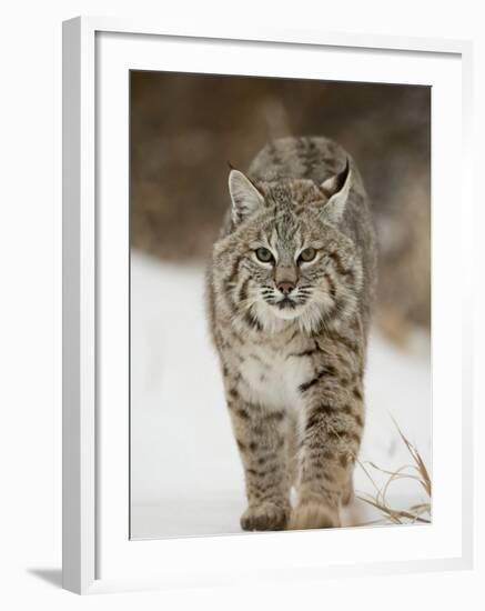 Bobcat in Snow, Near Bozeman, Montana, United States of America, North America-James Hager-Framed Photographic Print