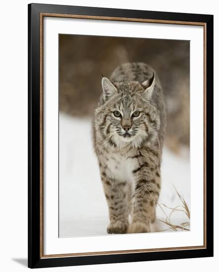 Bobcat in Snow, Near Bozeman, Montana, United States of America, North America-James Hager-Framed Photographic Print