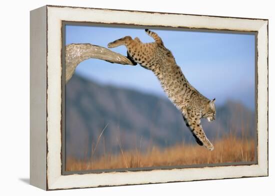 Bobcat Jumping from Branch-W. Perry Conway-Framed Premier Image Canvas