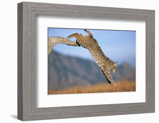 Bobcat Jumping from Branch-W. Perry Conway-Framed Photographic Print