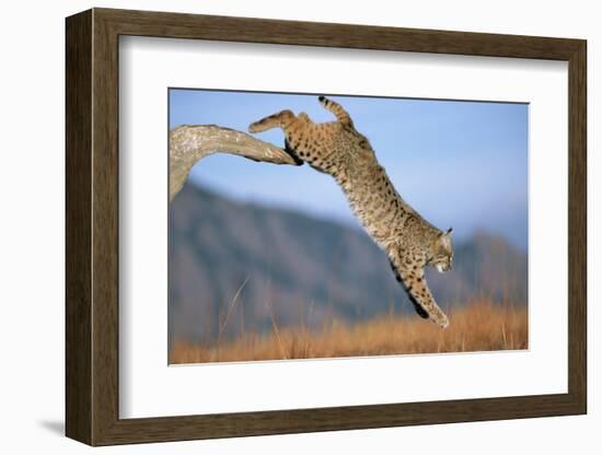 Bobcat Jumping from Branch-W. Perry Conway-Framed Photographic Print