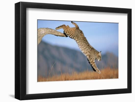 Bobcat Jumping from Branch-W. Perry Conway-Framed Photographic Print