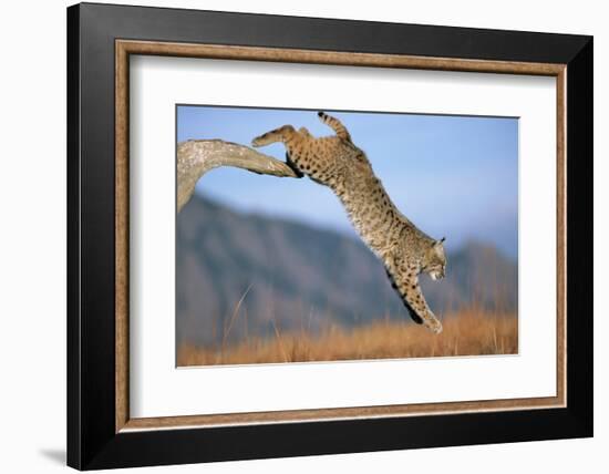 Bobcat Jumping from Branch-W. Perry Conway-Framed Photographic Print