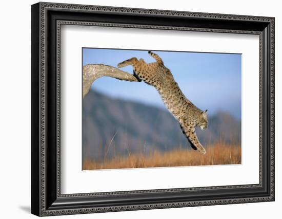 Bobcat Jumping from Branch-W. Perry Conway-Framed Photographic Print