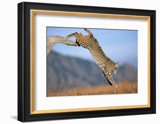 Bobcat Jumping from Branch-W. Perry Conway-Framed Photographic Print