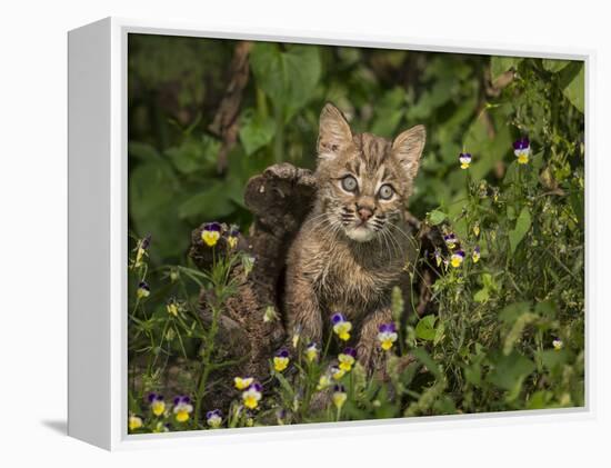 Bobcat Kitten in Wildflowers-Galloimages Online-Framed Premier Image Canvas