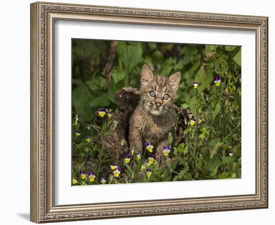 Bobcat Kitten in Wildflowers-Galloimages Online-Framed Photographic Print