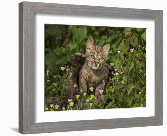 Bobcat Kitten in Wildflowers-Galloimages Online-Framed Photographic Print