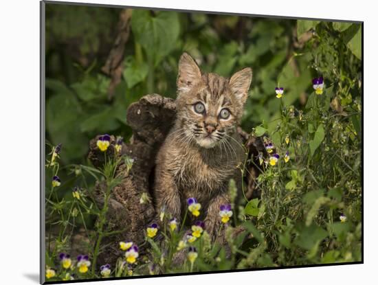 Bobcat Kitten in Wildflowers-Galloimages Online-Mounted Photographic Print