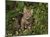 Bobcat Kitten in Wildflowers-Galloimages Online-Mounted Photographic Print