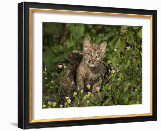 Bobcat Kitten in Wildflowers-Galloimages Online-Framed Photographic Print