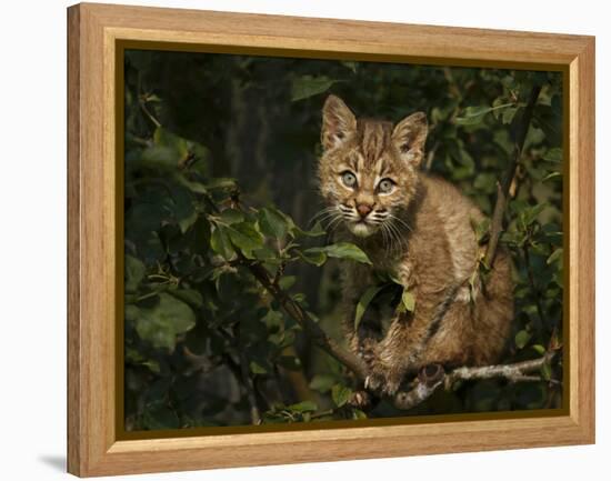 Bobcat Kitten on Branch-Galloimages Online-Framed Premier Image Canvas