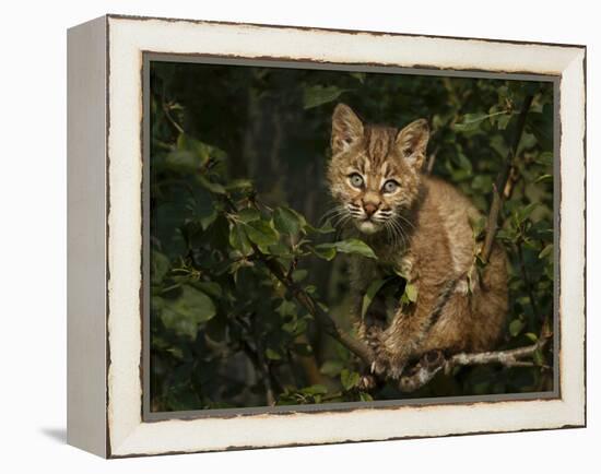 Bobcat Kitten on Branch-Galloimages Online-Framed Premier Image Canvas