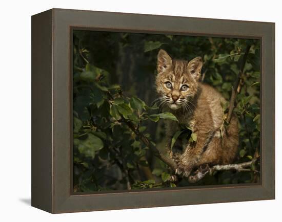 Bobcat Kitten on Branch-Galloimages Online-Framed Premier Image Canvas