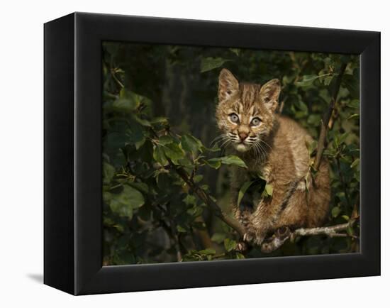 Bobcat Kitten on Branch-Galloimages Online-Framed Premier Image Canvas