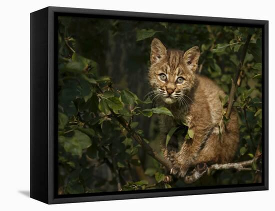 Bobcat Kitten on Branch-Galloimages Online-Framed Premier Image Canvas