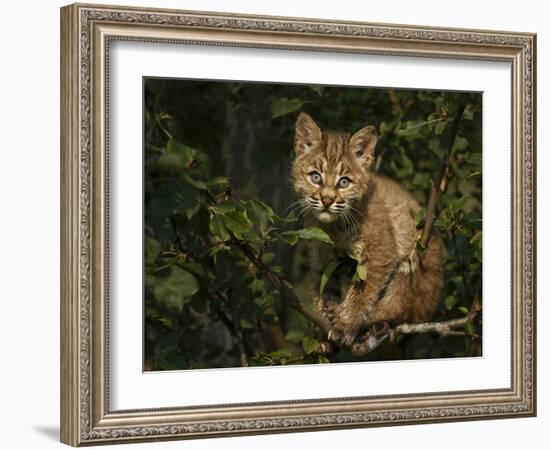 Bobcat Kitten on Branch-Galloimages Online-Framed Photographic Print