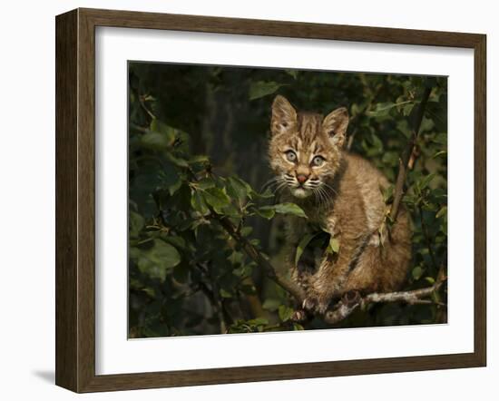 Bobcat Kitten on Branch-Galloimages Online-Framed Photographic Print