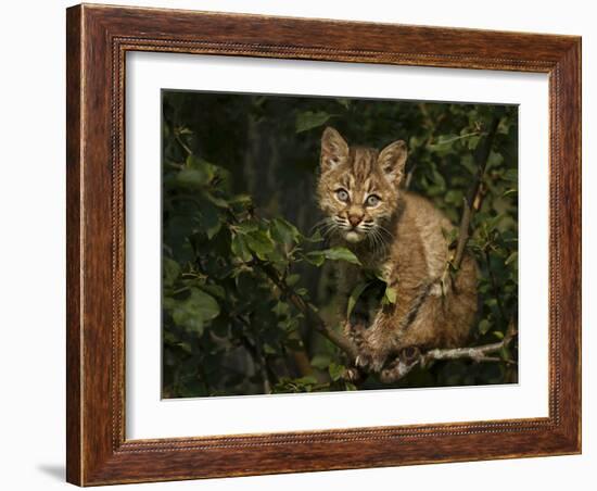 Bobcat Kitten on Branch-Galloimages Online-Framed Photographic Print