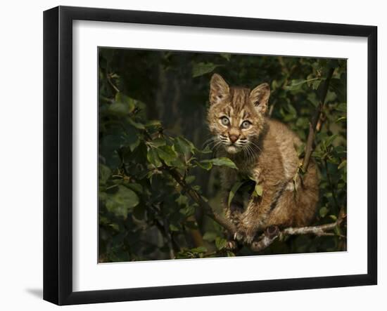 Bobcat Kitten on Branch-Galloimages Online-Framed Photographic Print