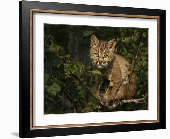 Bobcat Kitten on Branch-Galloimages Online-Framed Photographic Print
