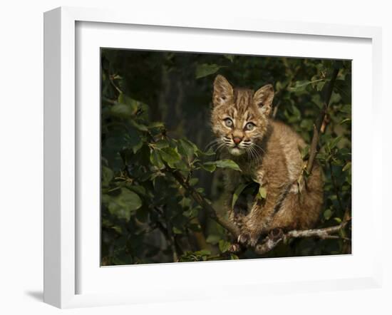 Bobcat Kitten on Branch-Galloimages Online-Framed Photographic Print