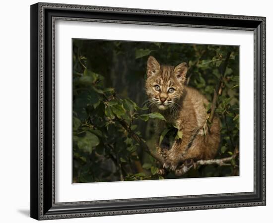 Bobcat Kitten on Branch-Galloimages Online-Framed Photographic Print