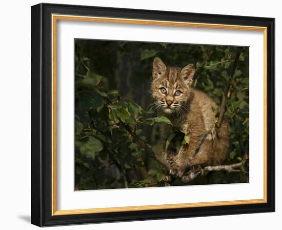 Bobcat Kitten on Branch-Galloimages Online-Framed Photographic Print