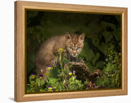 Bobcat Kitten Poses on Log-Galloimages Online-Framed Premier Image Canvas