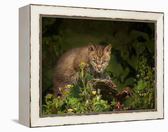 Bobcat Kitten Poses on Log-Galloimages Online-Framed Premier Image Canvas