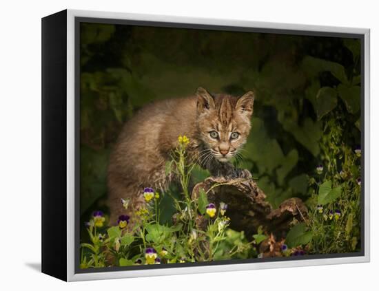 Bobcat Kitten Poses on Log-Galloimages Online-Framed Premier Image Canvas