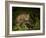 Bobcat Kitten Poses on Log-Galloimages Online-Framed Photographic Print