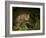 Bobcat Kitten Poses on Log-Galloimages Online-Framed Photographic Print