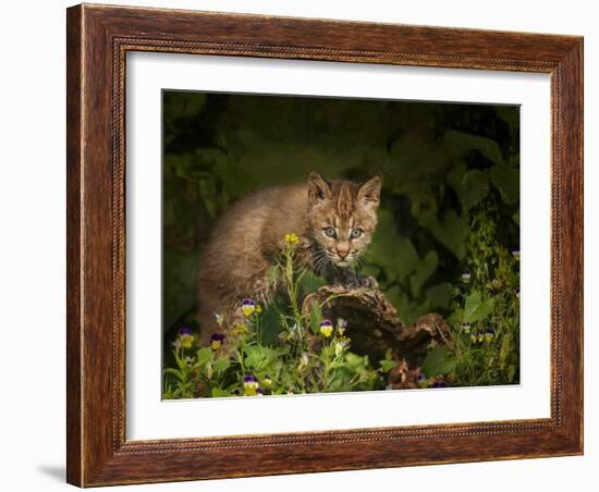 Bobcat Kitten Poses on Log-Galloimages Online-Framed Photographic Print