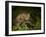 Bobcat Kitten Poses on Log-Galloimages Online-Framed Photographic Print