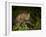 Bobcat Kitten Poses on Log-Galloimages Online-Framed Photographic Print