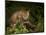 Bobcat Kitten Poses on Log-Galloimages Online-Mounted Photographic Print