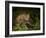 Bobcat Kitten Poses on Log-Galloimages Online-Framed Photographic Print