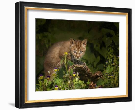 Bobcat Kitten Poses on Log-Galloimages Online-Framed Photographic Print