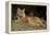 Bobcat Laying Down, Montana-Richard and Susan Day-Framed Premier Image Canvas