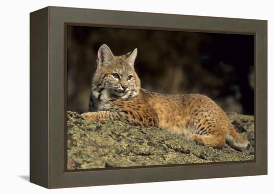 Bobcat Laying Down, Montana-Richard and Susan Day-Framed Premier Image Canvas