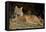 Bobcat Laying Down, Montana-Richard and Susan Day-Framed Premier Image Canvas