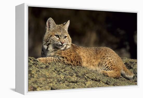 Bobcat Laying Down, Montana-Richard and Susan Day-Framed Premier Image Canvas