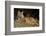 Bobcat Laying Down, Montana-Richard and Susan Day-Framed Photographic Print